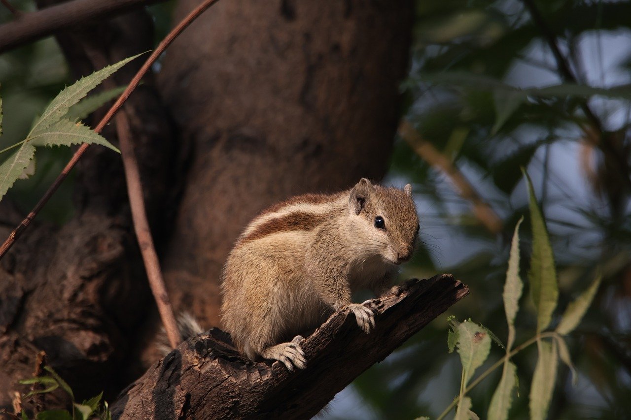 Does irish spring soap keep squirrels away?