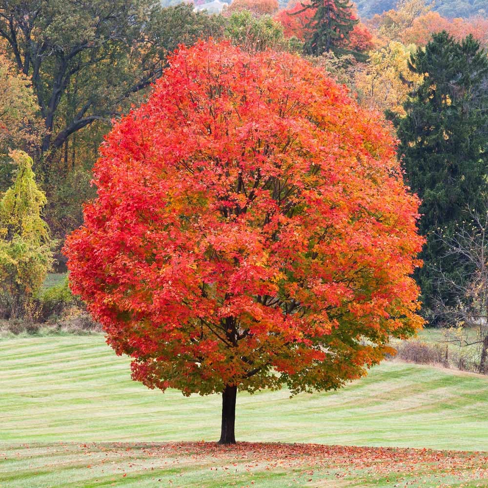 Sugar Maple - Best Trees for Fall Color (Maples and More)